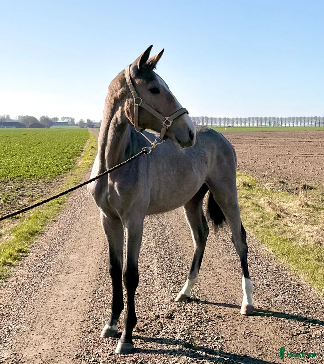 Hoppning hästar till salu: Framtidslöfte med internationellt prestationsblod - Annons 9