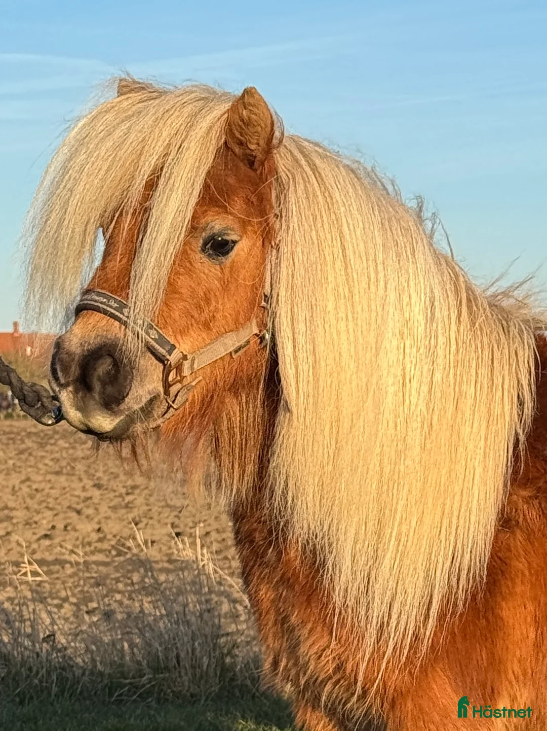 Utställning hästar till salu: Minishetlandssto i Vellinge - Annons 1