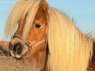 hästar Minishetlandssto - Annons 1