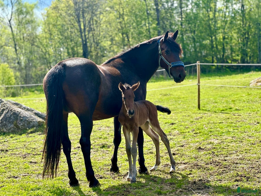 Övrigt hästar till salu: Dags att sälja våran fina tjej. i Gislaved - Annons 1