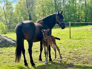 hästar Dags att sälja våran fina tjej. i Gislaved - Annons 4