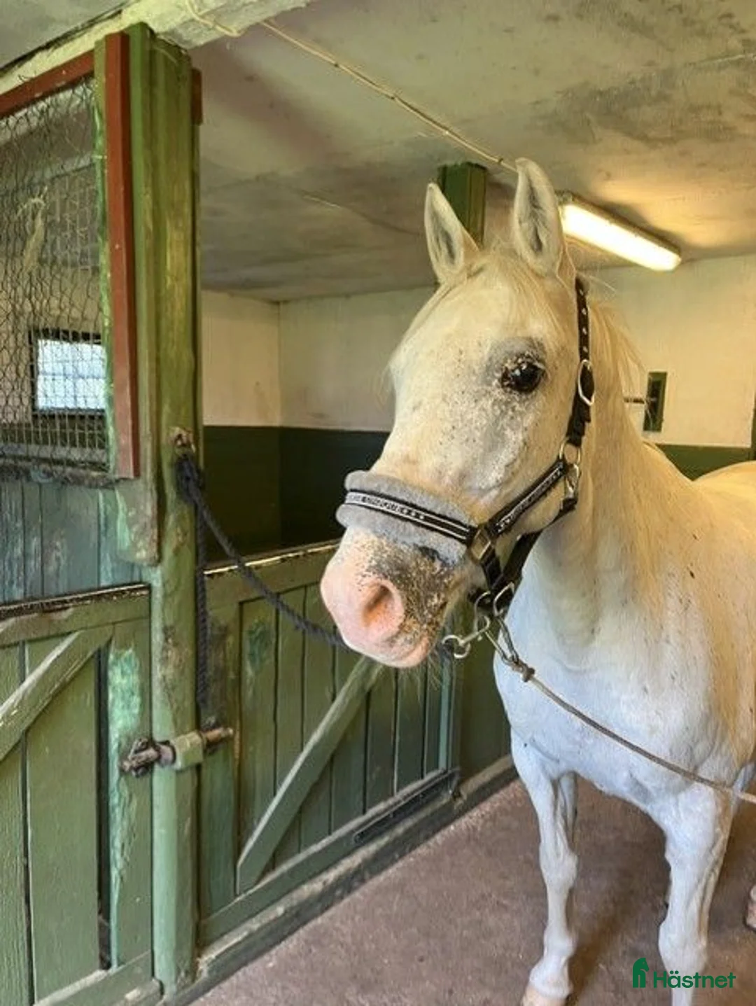 Allround hästar till salu: Trevlig D-ponny - Annons 1