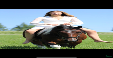  hästar i Alsen - Annons 8