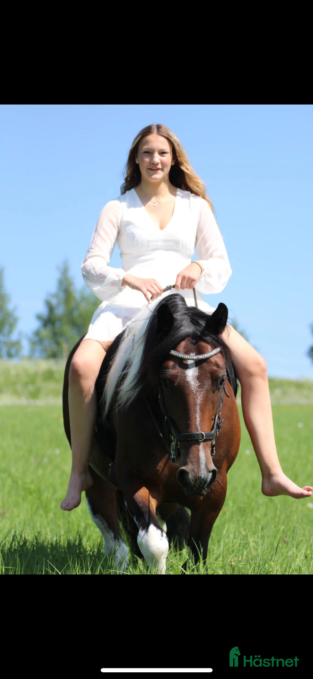 Hoppning hästar till salu: D-ponny söker nytt kärleksfullt hem i Alsen - Annons 3