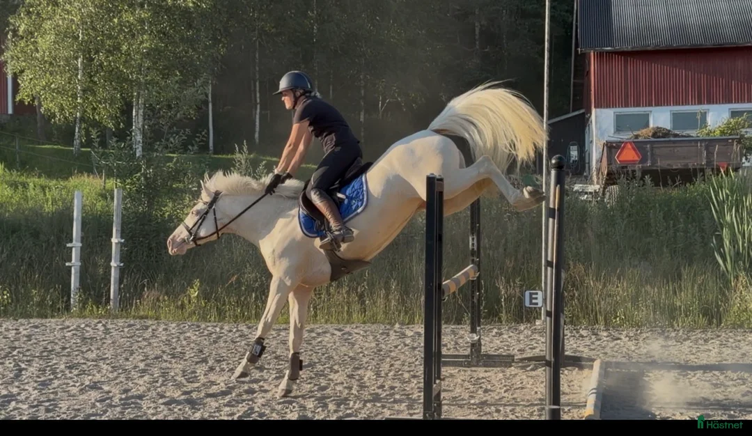 Allround hästar till salu: Härlig ponny! - Annons 1