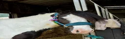 Allround hästar till salu: “Bombproof” 138cm mare - Annons 5