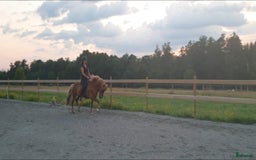 Island hästar till salu: 3 islandsston av hög kvalitet säljes pga flytt  i Fjärås - Annons 9