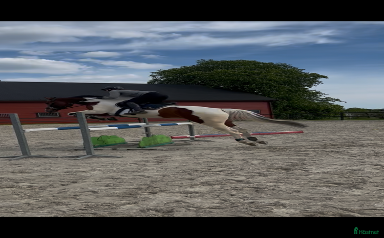 Sadlar hästutrustning till salu i Tønsberg - Annons 12