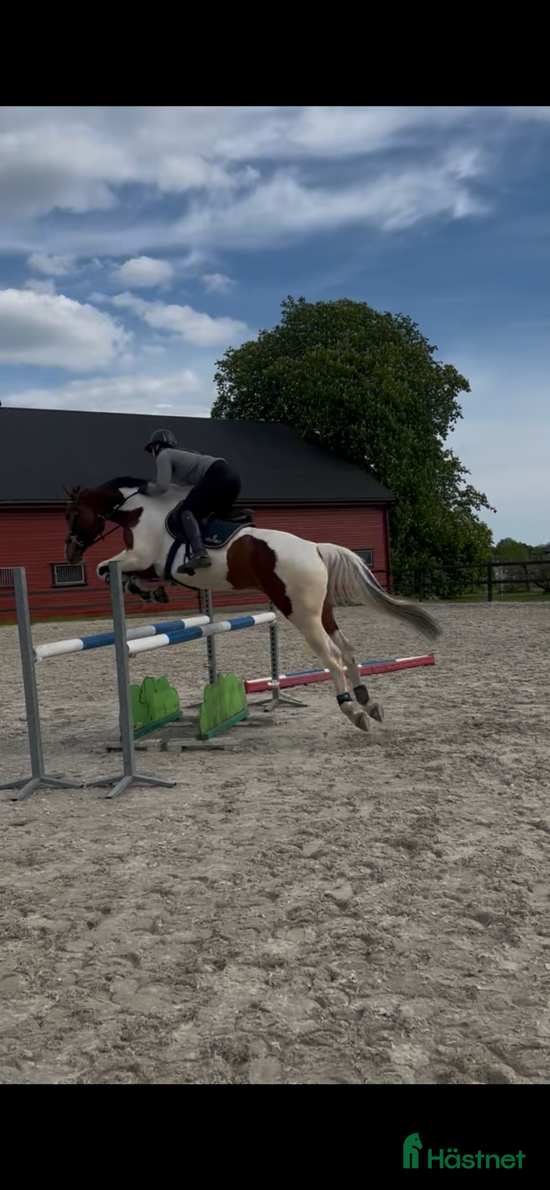 Sadlar hästutrustning till salu: ØNSKET KJØPT  i Tønsberg - Annons 1