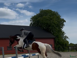 Sadlar hästutrustning till salu: ØNSKET KJØPT i Tønsberg - Annons 1