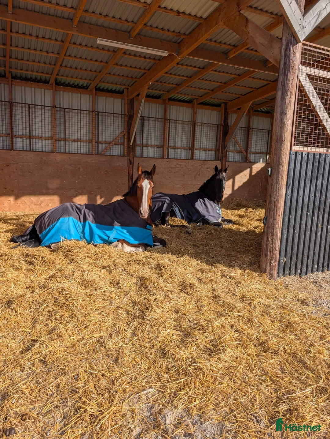  stallplats finnes: Lösdrifts plats med egen box - Annons 1