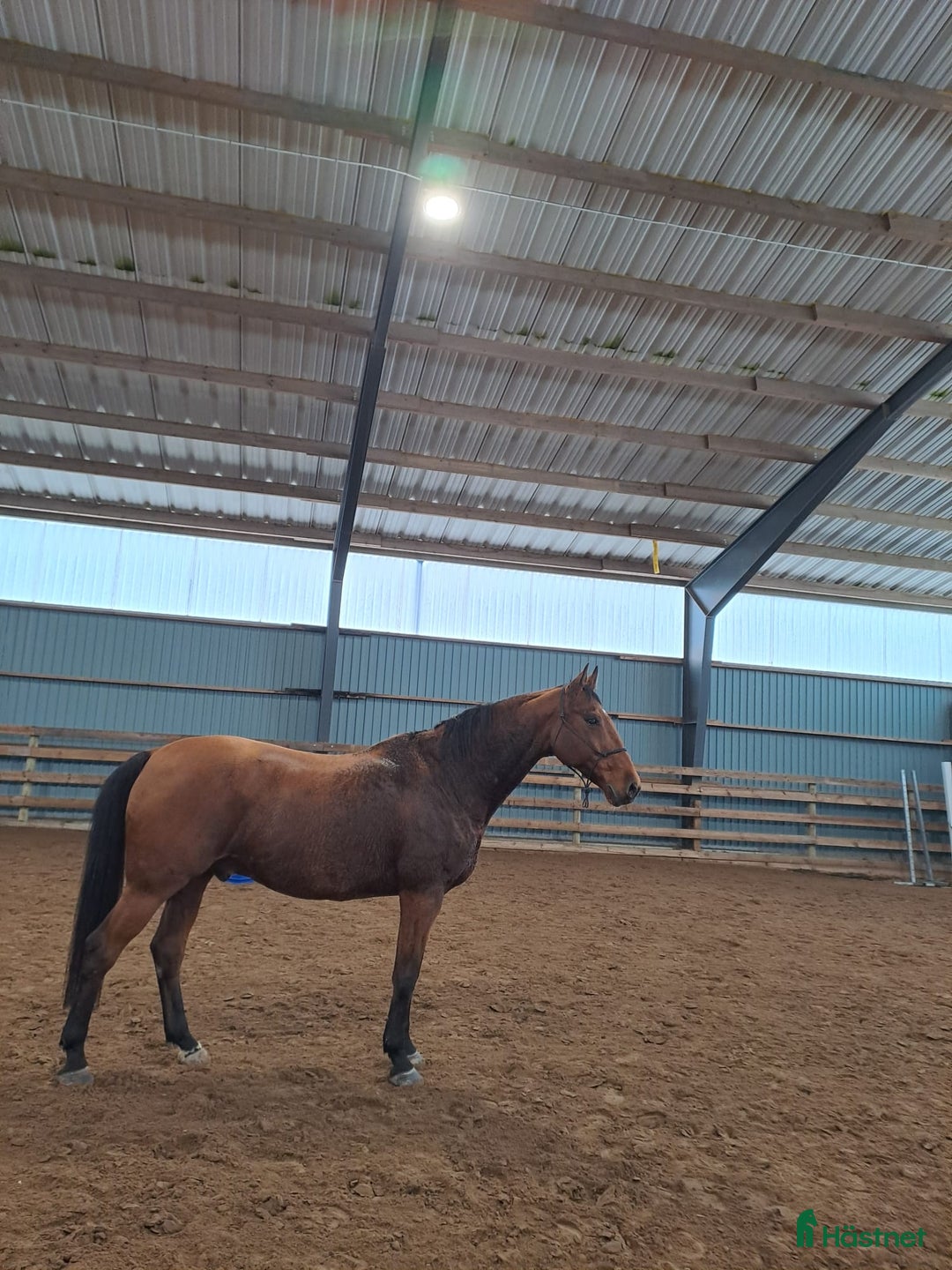 Allround hästar till salu: Mysig Halvblods valack  i Götene - Annons 4