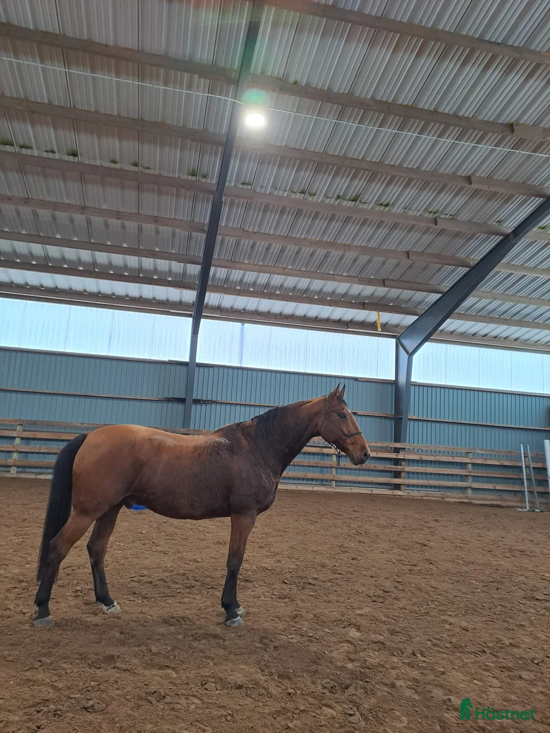 Allround hästar till salu: Mysig Halvblods valack  i Götene - Annons 4