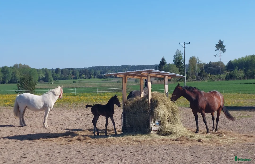  stallplats finnes: Lösdrift Vallentuna i Brottby - Annons 9