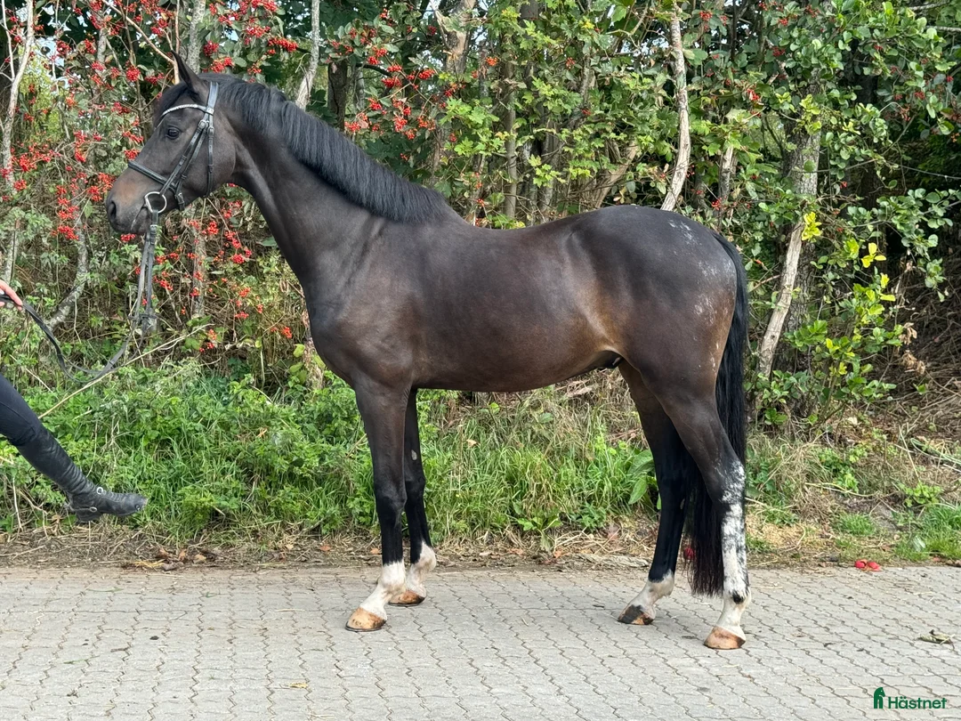 Allround hästar till salu: Take a chance on me!!!!  - Annons 1