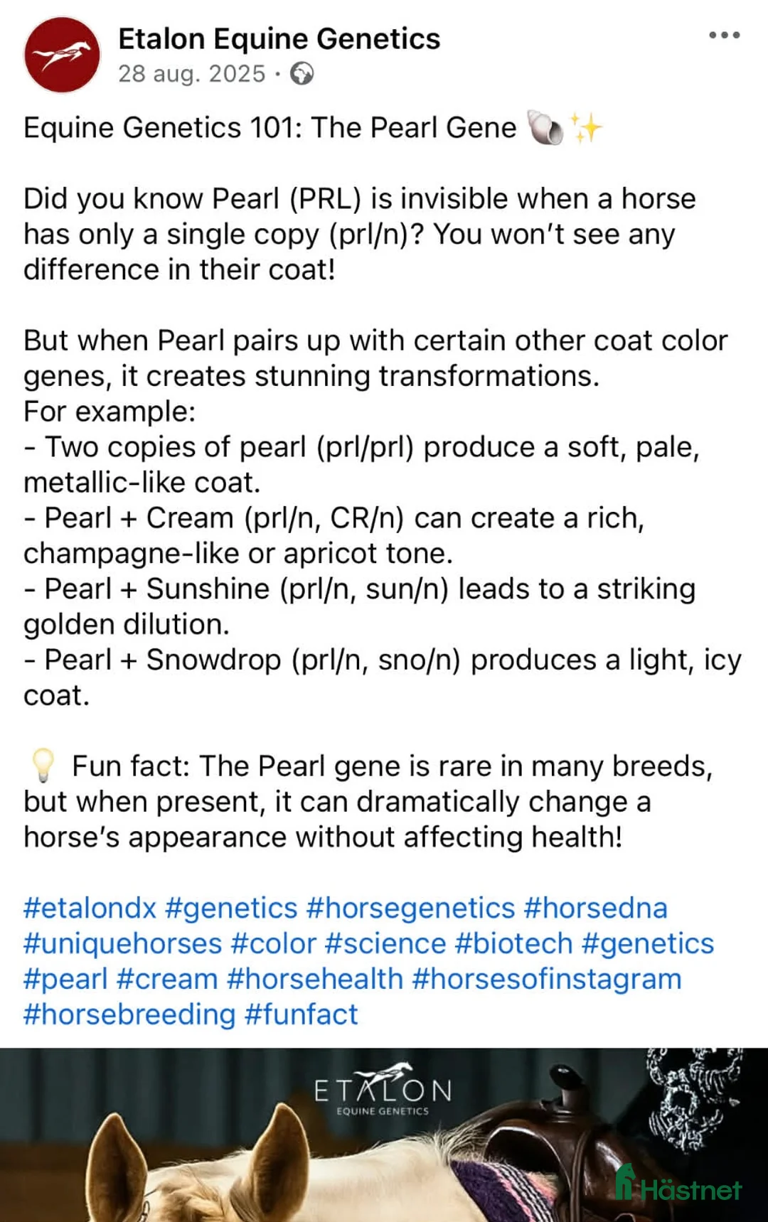 Western hästar till salu: Unikt champagnefärgat sto med unik färggenetik 🌟 - Annons 3