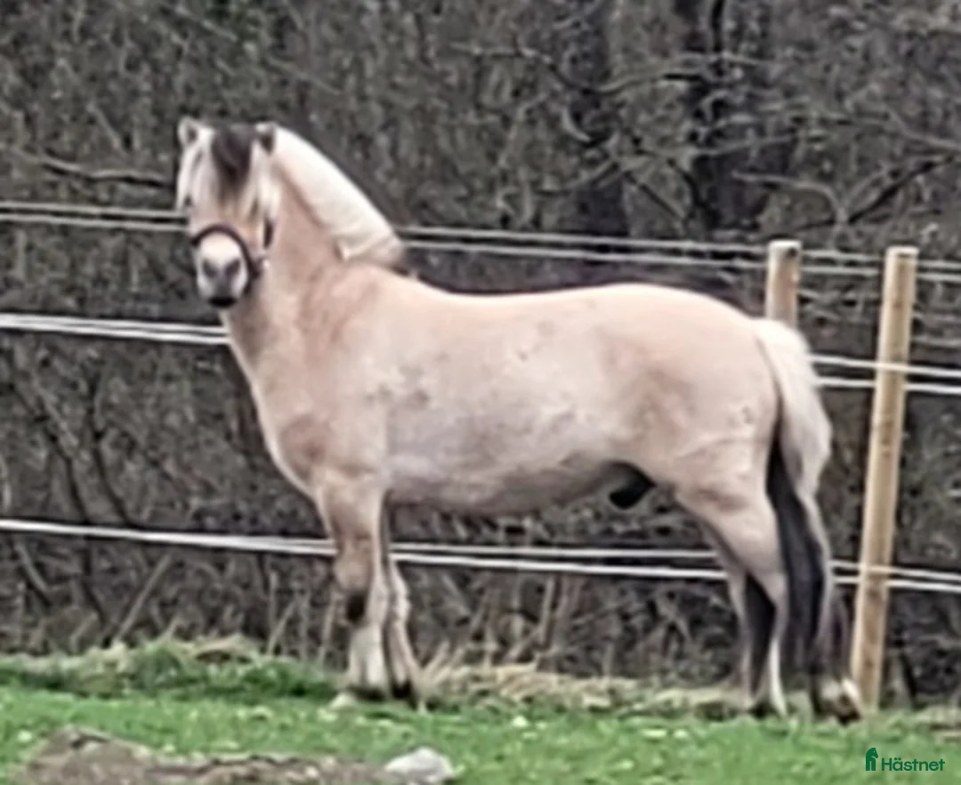 Allround hästar till salu: Trevlig valack  - Annons 1