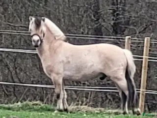 hästar Trevlig valack - Annons 1