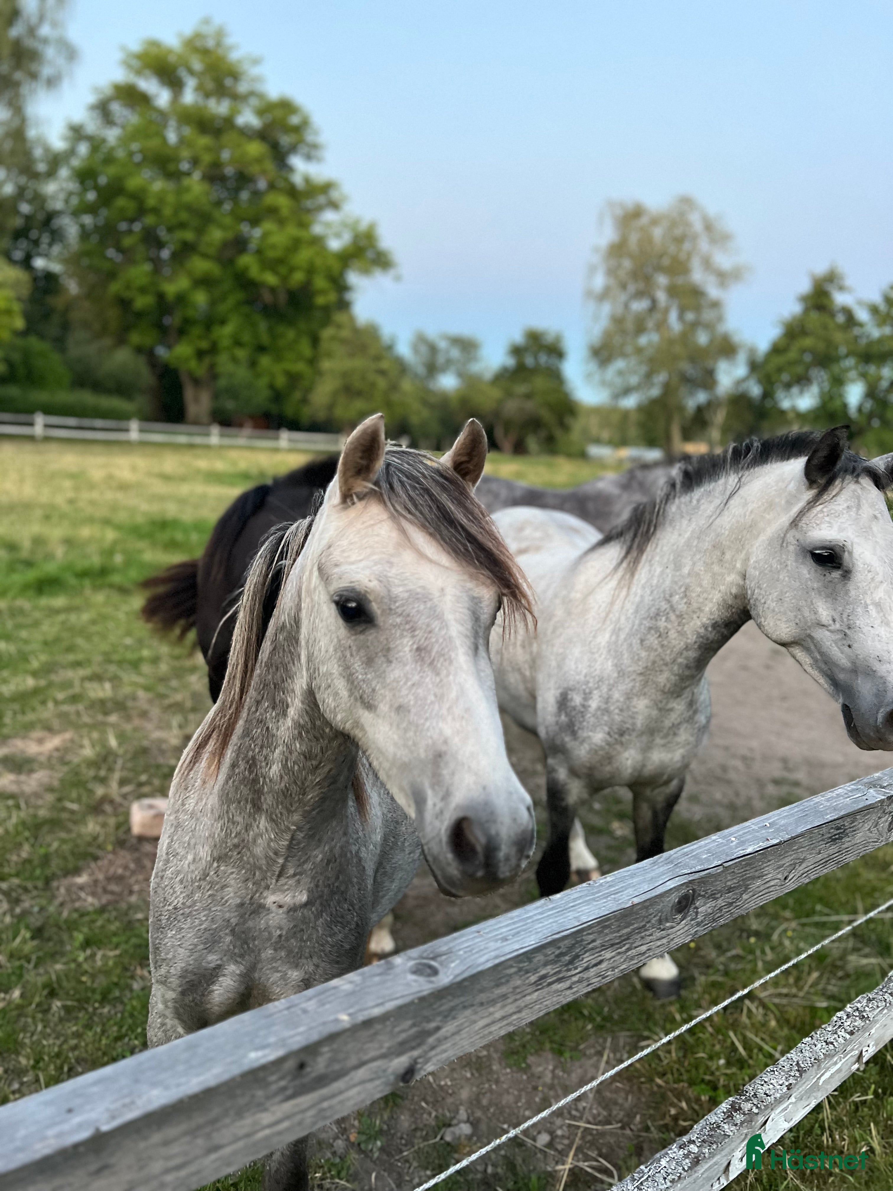  hästar Sockersöt ungponny  i Björkvik - Annons 15