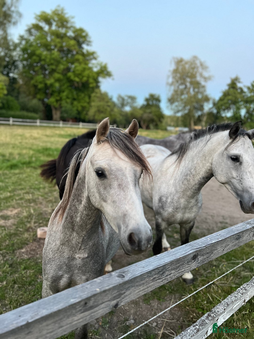 Allround hästar till salu: Sockersöt ungponny  i Björkvik - Annons 1