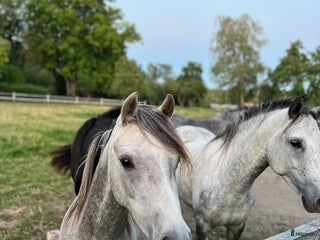 Allround hästar till salu: Sockersöt ungponny i Björkvik - Annons 1