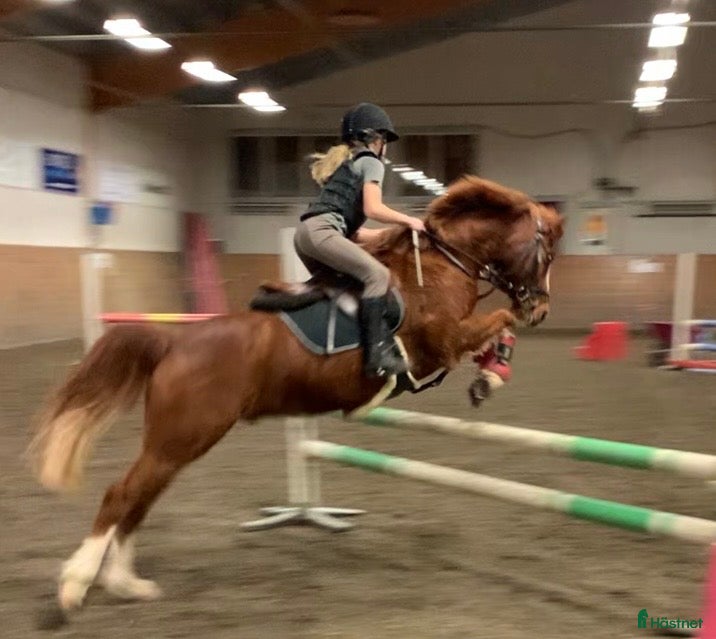  hästar RacerRäka för de lägre klasserna 🏎️🦐 - Annons 2