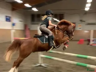 hästar RacerRäka för de lägre klasserna 🏎️🦐 - Annons 2