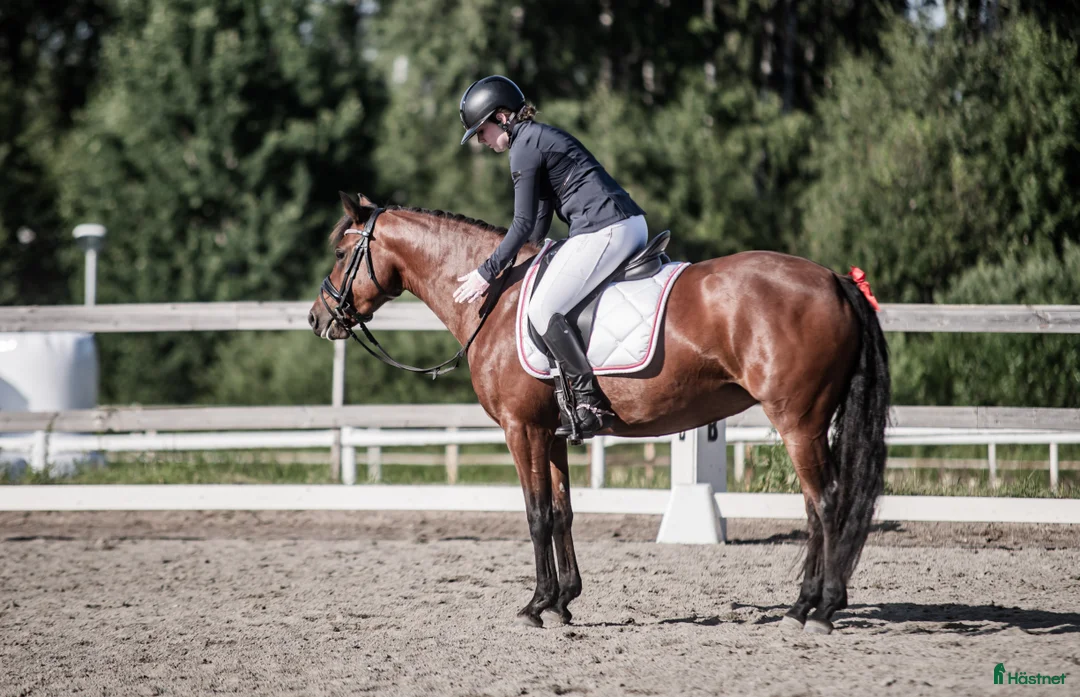 Dressyr hästar till salu: Fin fullstammad Svensk ridponny  - Annons 4