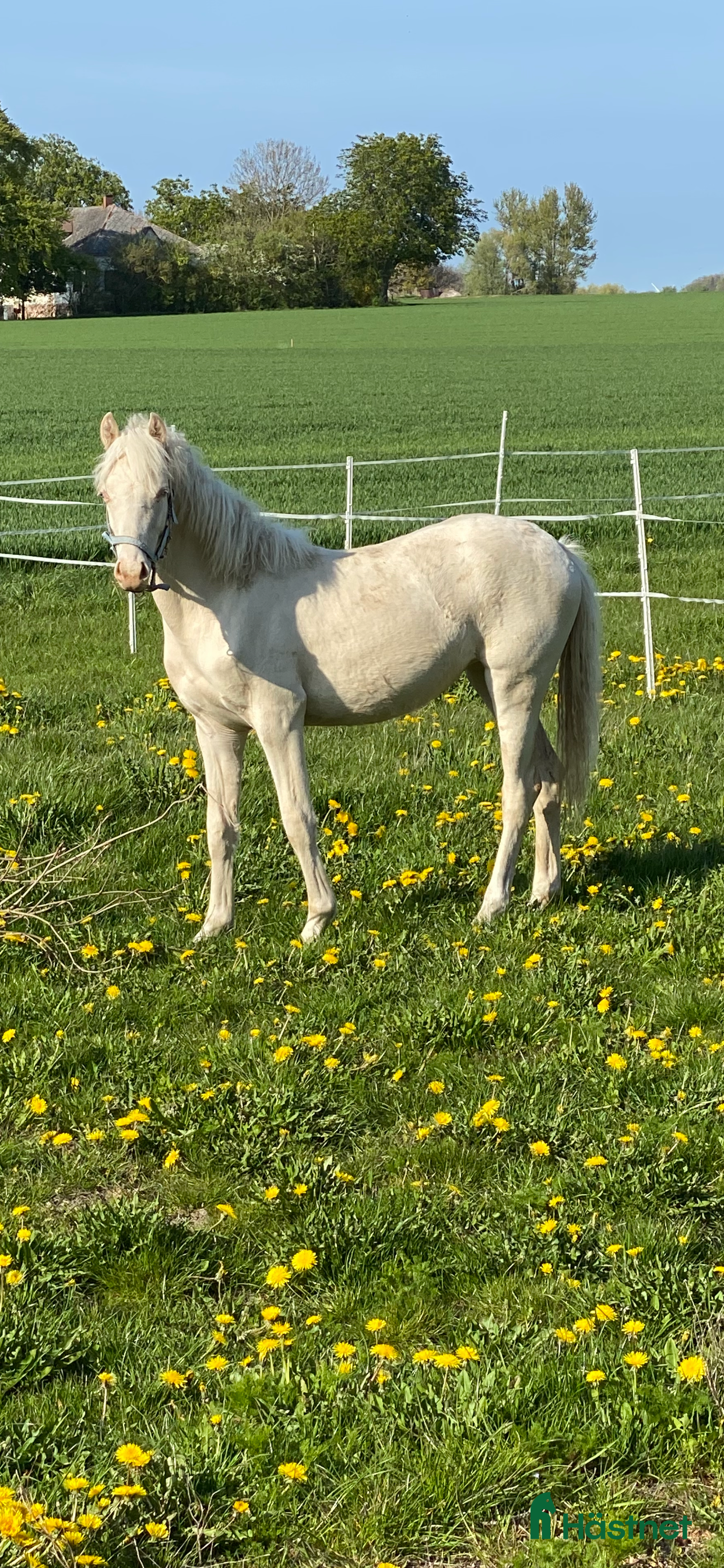  hästar Vacker 2-årigt sto i Löderup - Annons 8