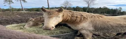 Allround hästar till salu: Tre årig hingst av rasen rocky mountain - Annons 2