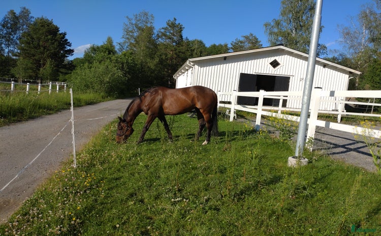  foderhäst i Knivsta - Annons 17