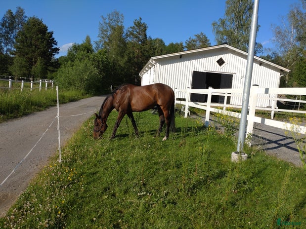 foderhäst i Knivsta - Annons 17