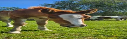Allround hästar till salu: Superfina Cassandra irishcob/vbl - Annons 4