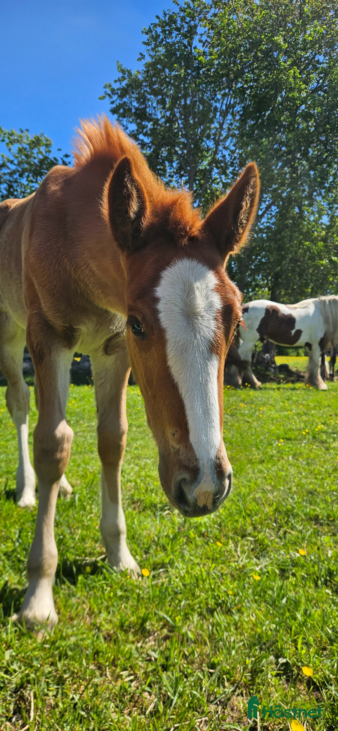 Allround hästar till salu: Superfina Cassandra irishcob/vbl - Annons 4