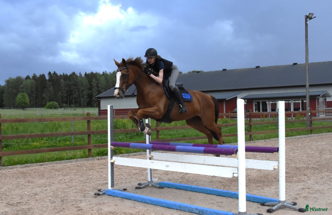Allround hästar till salu: Trevlig allroundhäst i Avesta - Bild 4