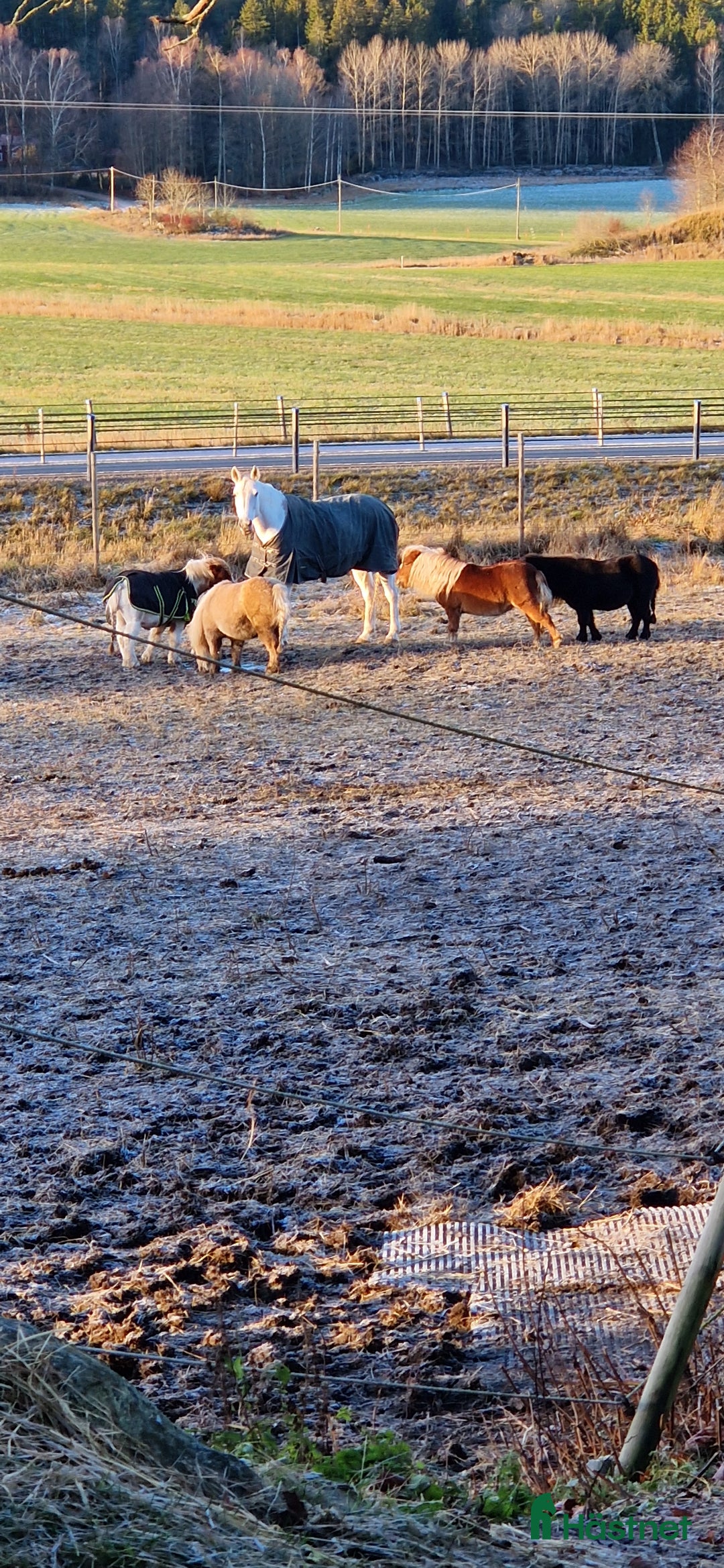 Allround hästar till salu: Två fina tjejer  i Gamleby - Annons 4