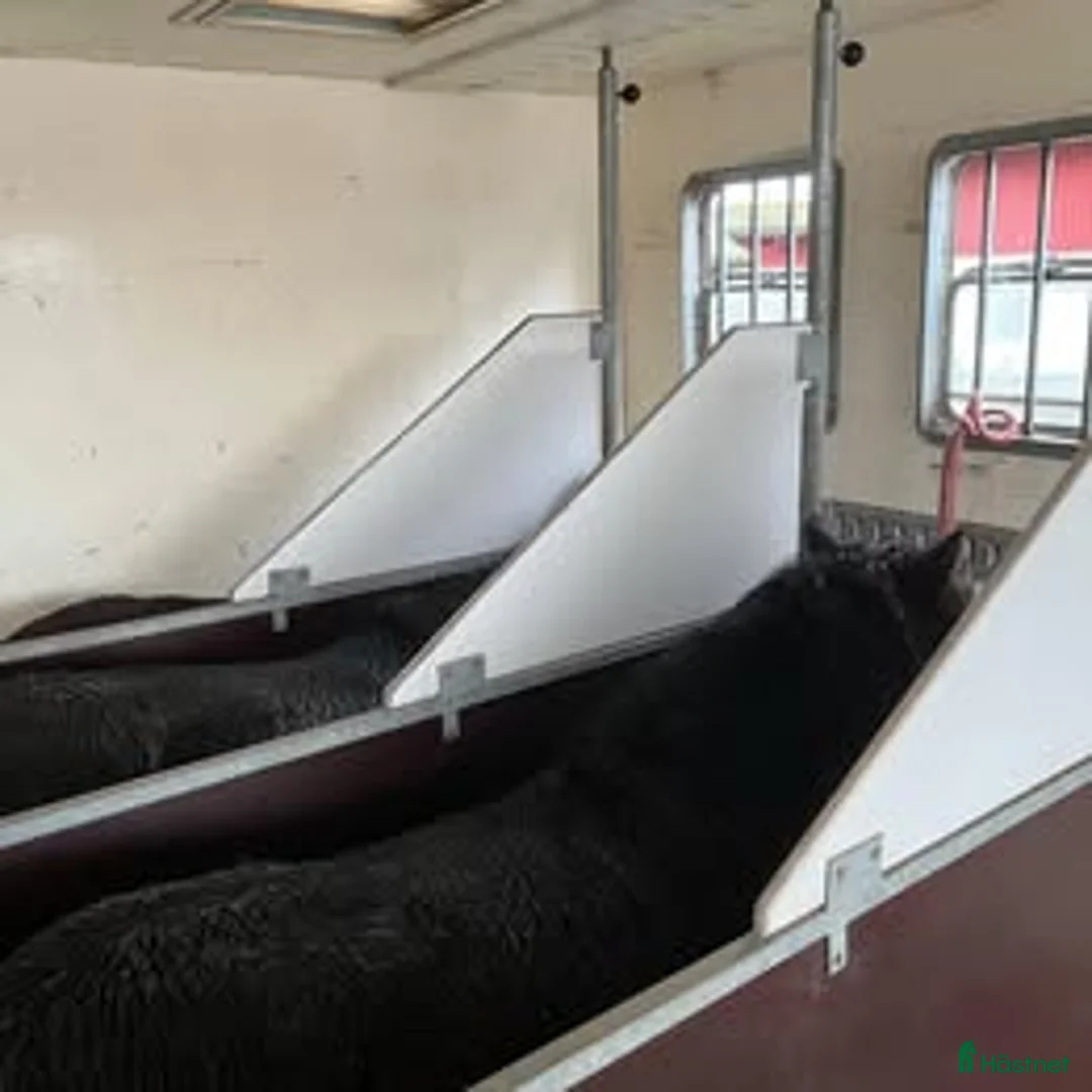 Hästlastbilar  fordon & transport till salu: Hästlastbil i Mullsjö - Annons 2