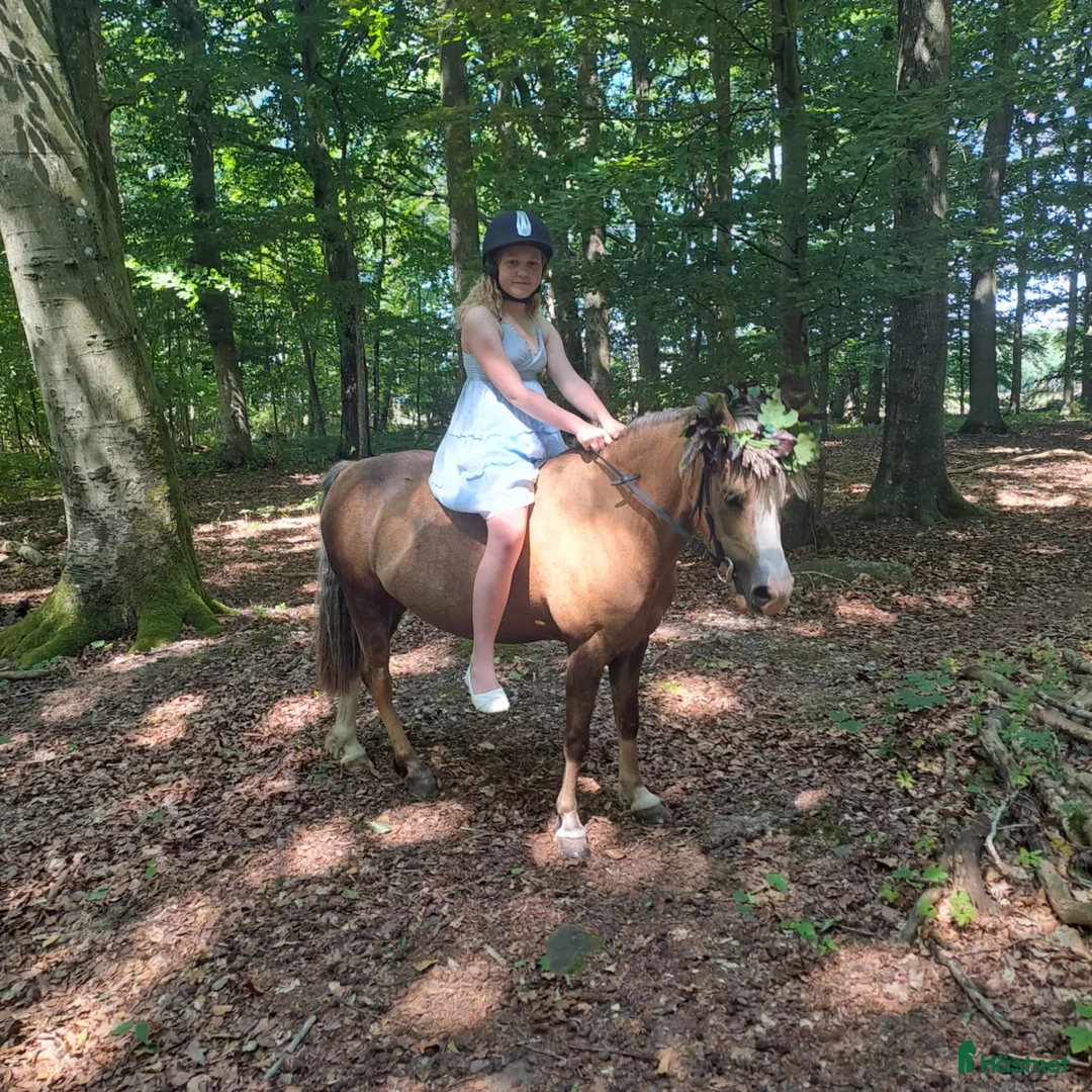 Hoppning hästar till salu: Nessie i Lund - Annons 2