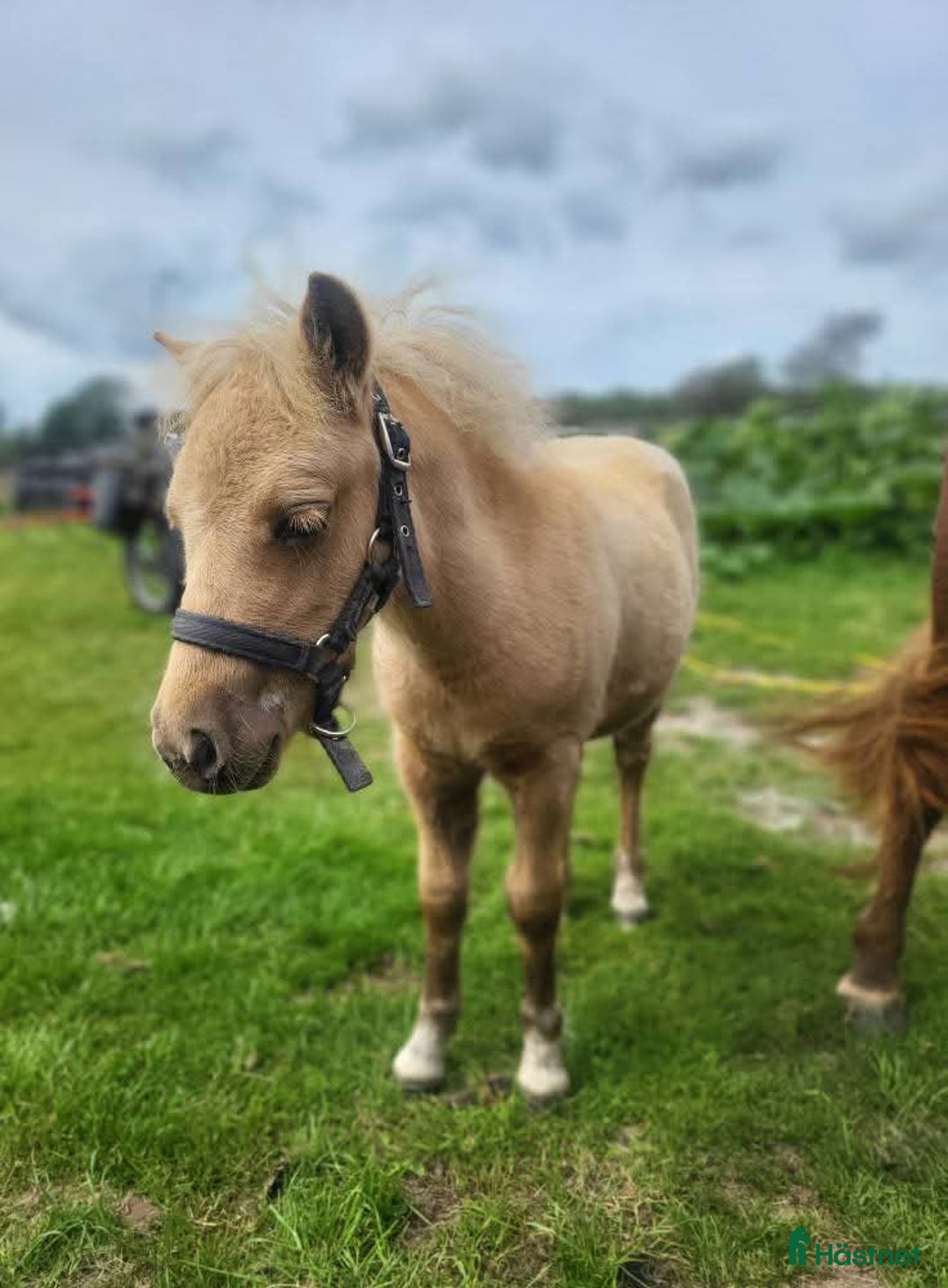 Allround hästar till salu: Mini shetland/shetland  i Brösarp - Annons 2
