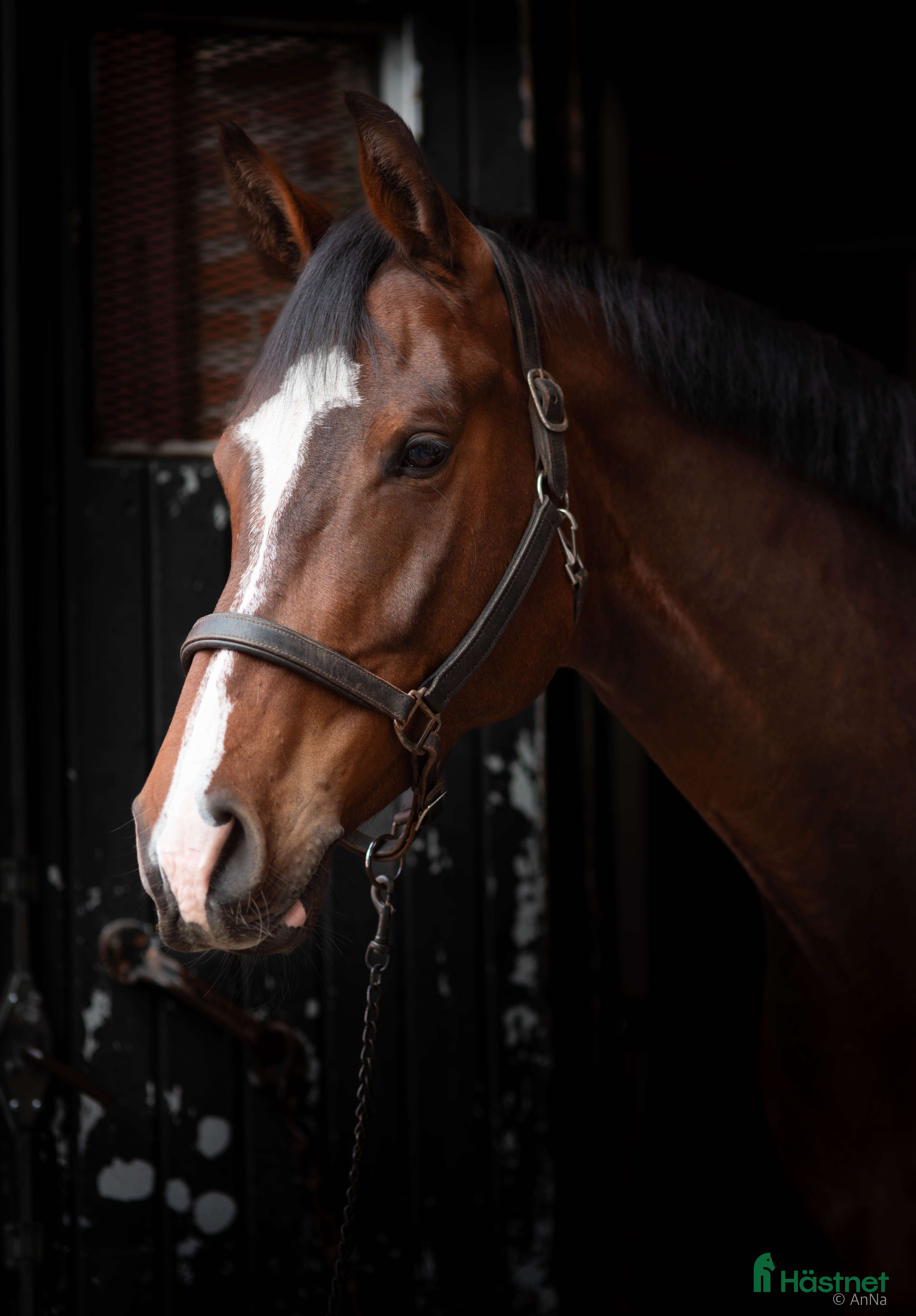  hästar Valack söker nytt hem, fodervärd inledningsvis i Göteborg - Annons 8