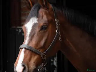 hästar Valack söker nytt hem, fodervärd inledningsvis i Göteborg - Annons 8