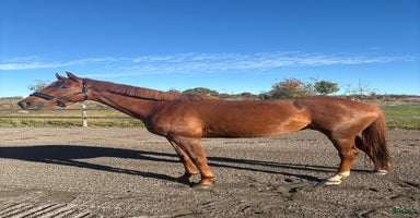  hästar i Kristdala - Annons 7