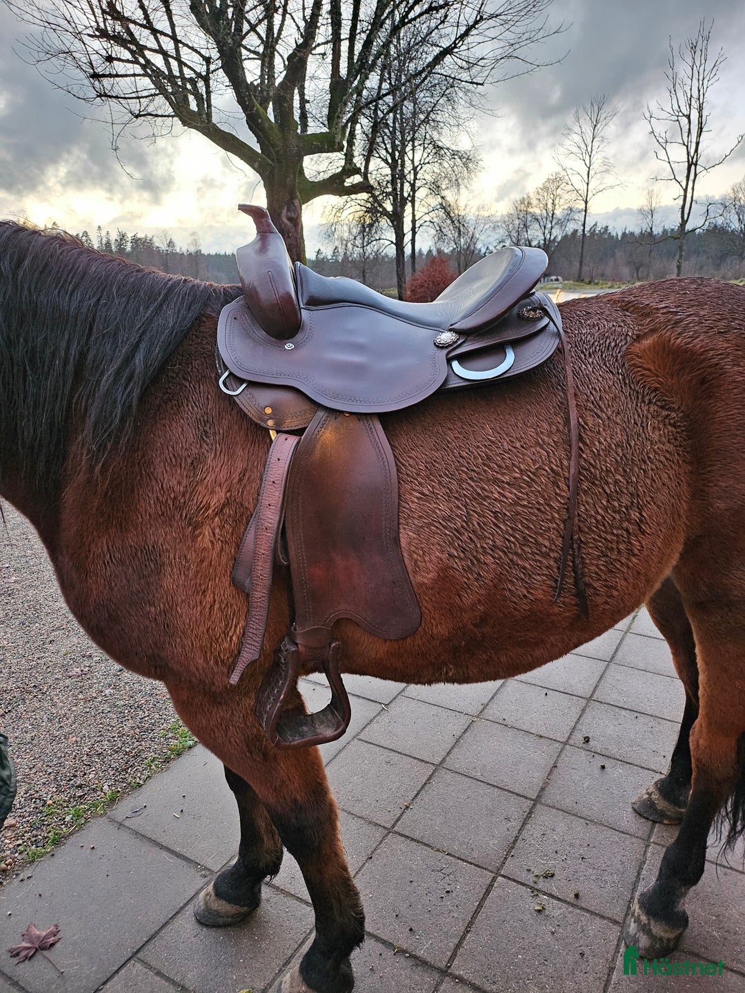 Sadlar hästutrustning till salu: Bomlös westernsadeln kallblod i Hillared - Annons 2