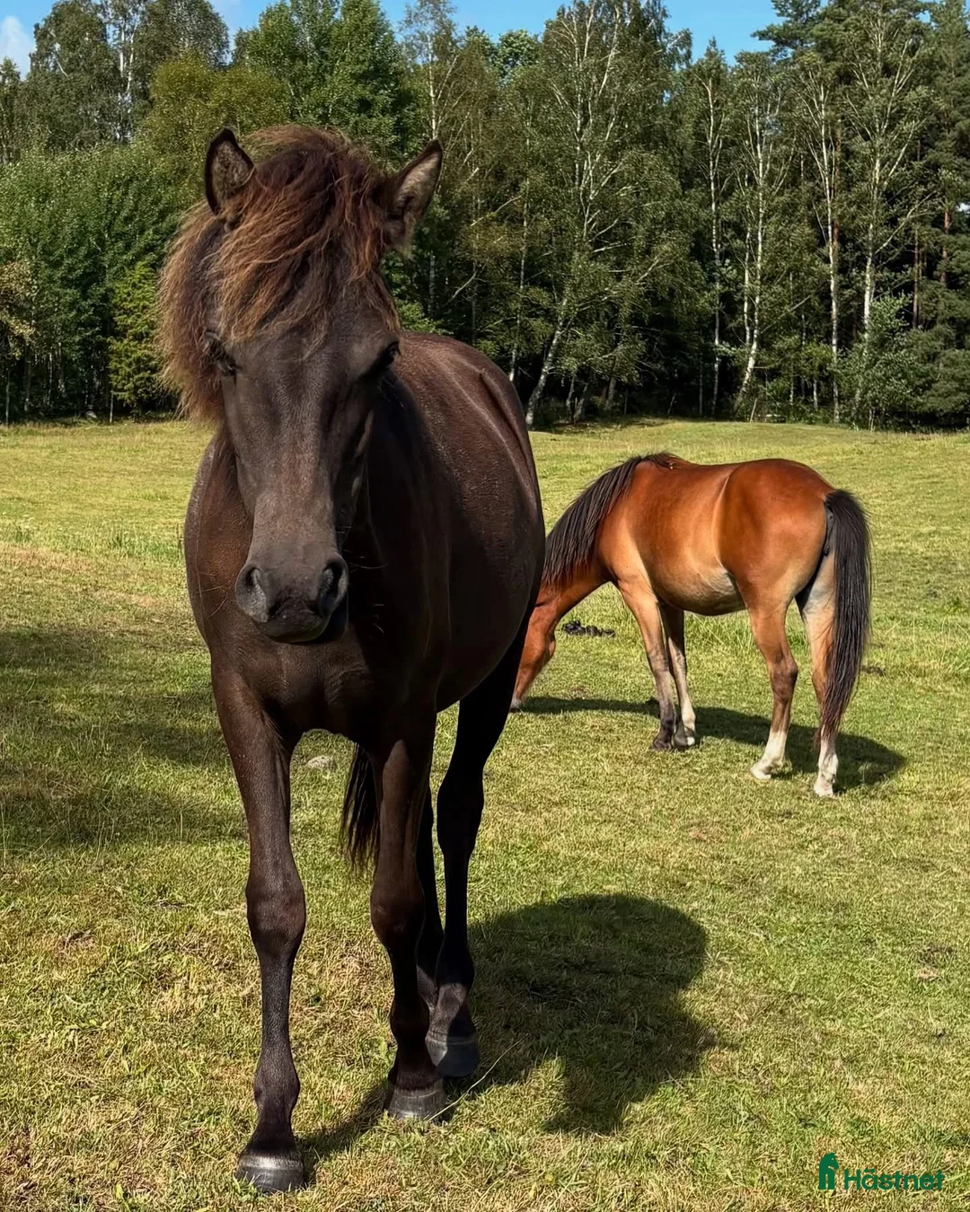 Trav hästar till salu: Prima Donna för årgångsloppen i Laholm - Annons 4