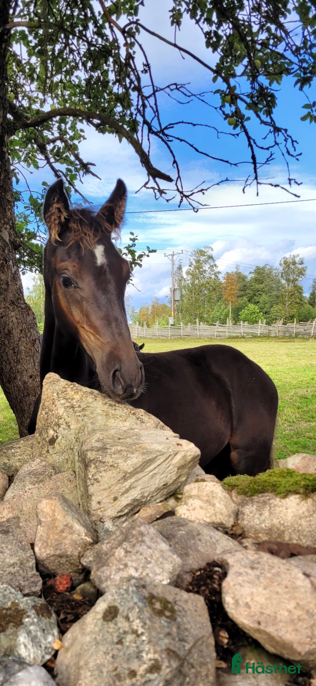  hästar Mycket välstammad åring !  - Annons 5