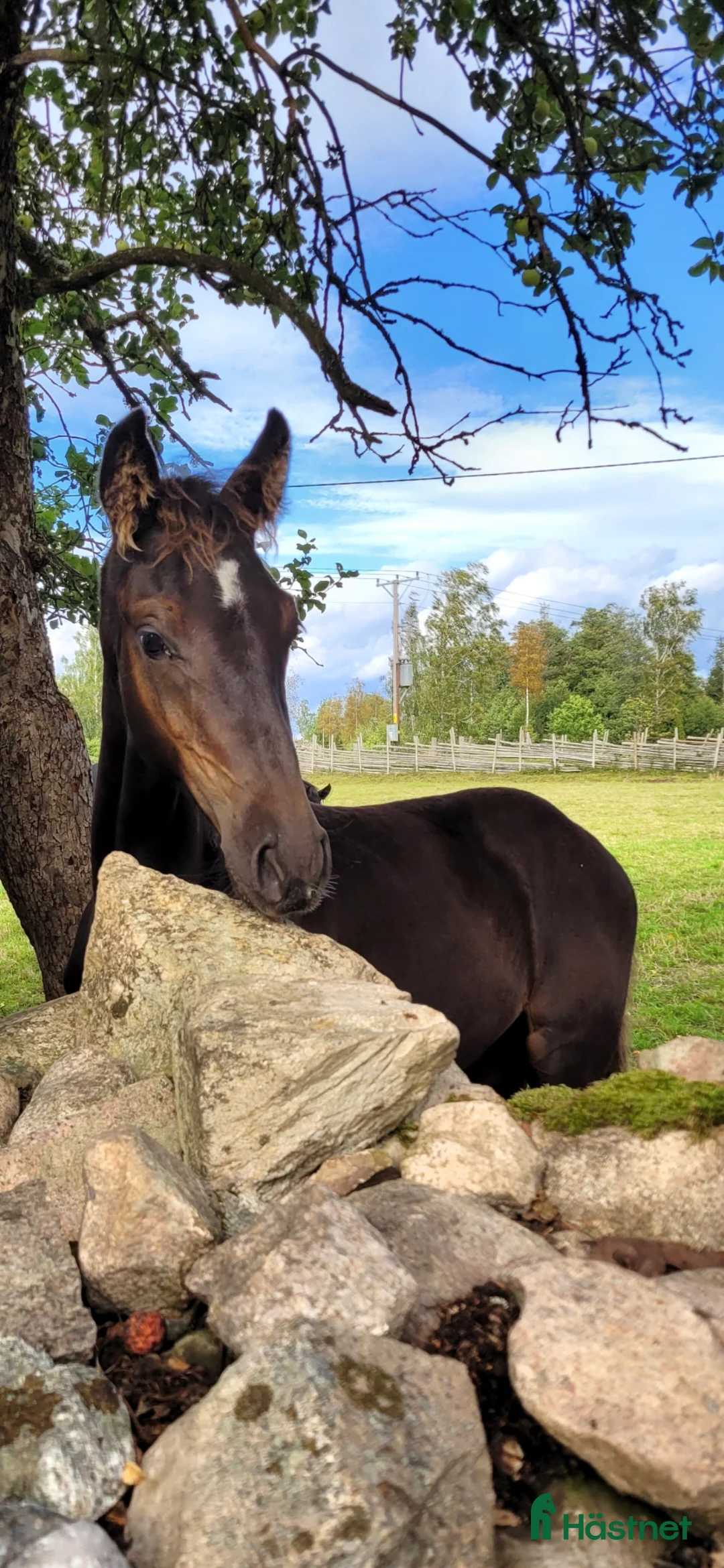 Hoppning hästar till salu: Mycket välstammad åring !  - Annons 1