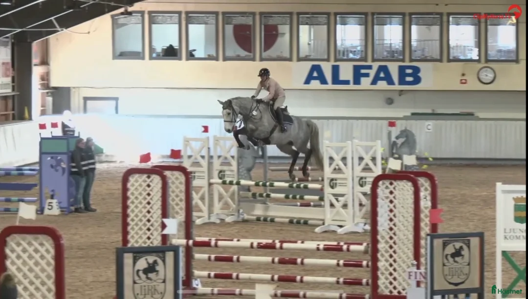 Hoppning hästar till salu: Kapabelt sto e Clinton II i Rottne - Annons 1