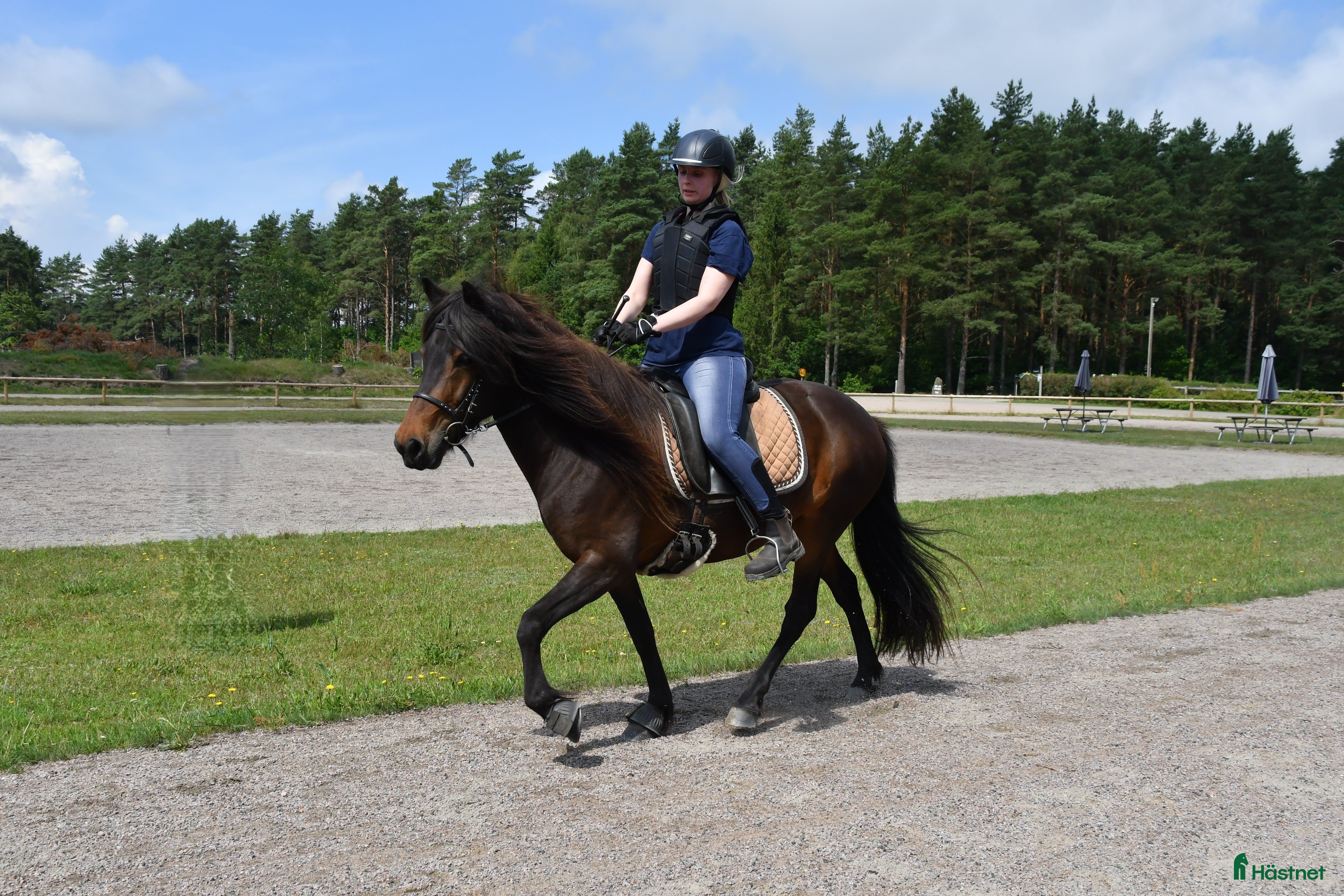  hästar Femgångssto för fritidsryttare. - Annons 5