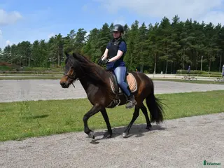 hästar Femgångssto för fritidsryttare. - Annons 5