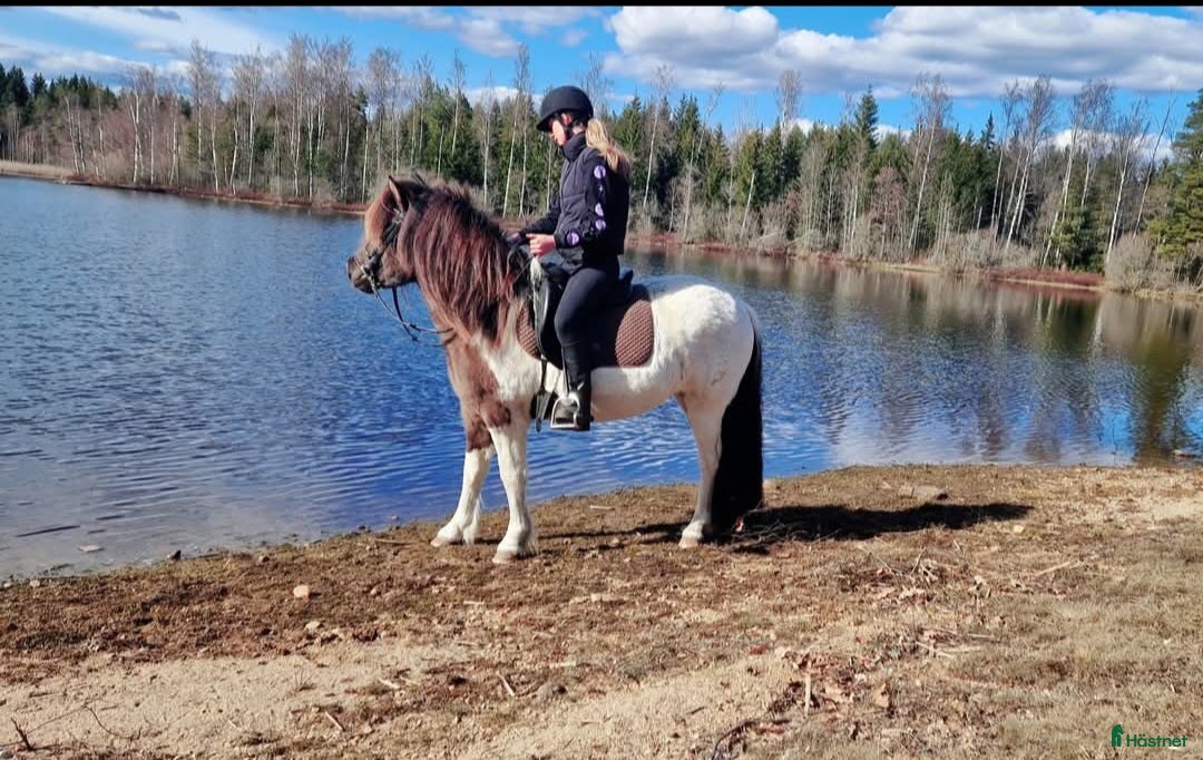 Övrigt hästar till salu: Islandssto i Åseda - Annons 6